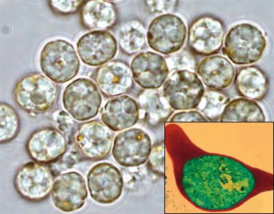 ���������� ��������� (Plasmodium falciparum)